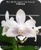 Phal. Miki Blue Angel C1 Blue Diamond